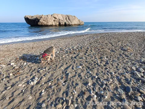 Mogyi és a tenger Mogyi és a tenger